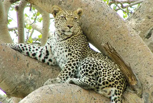 Wildlife in Udawalawe National Park