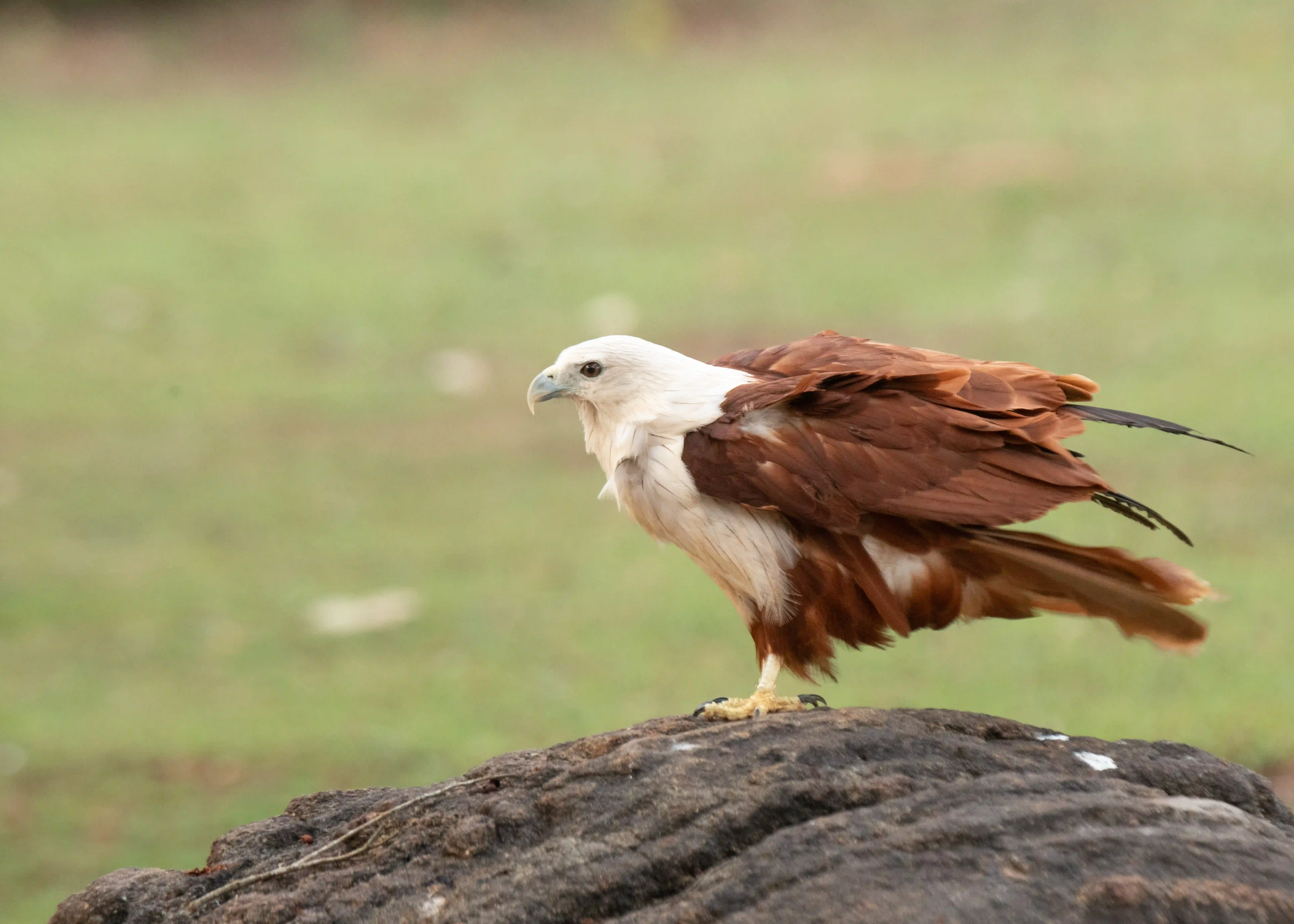 Brahminy kite in flight or perched