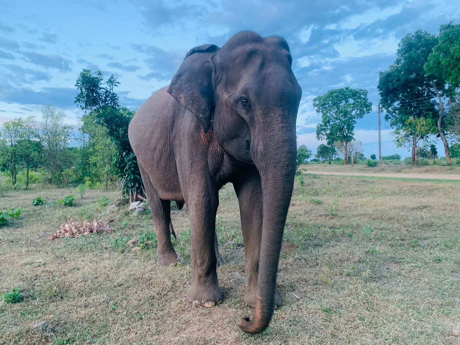Asian elephant closeup in Udawalawe National Park