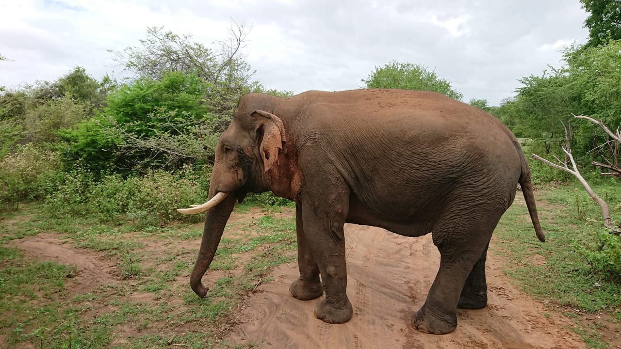 Asian elephant side view in Udawalawe National Park