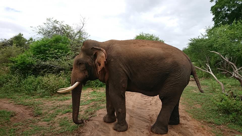Asian elephant side view in Udawalawe National Park