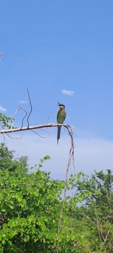 Bird perched in a tree in Udawalawe National Park
