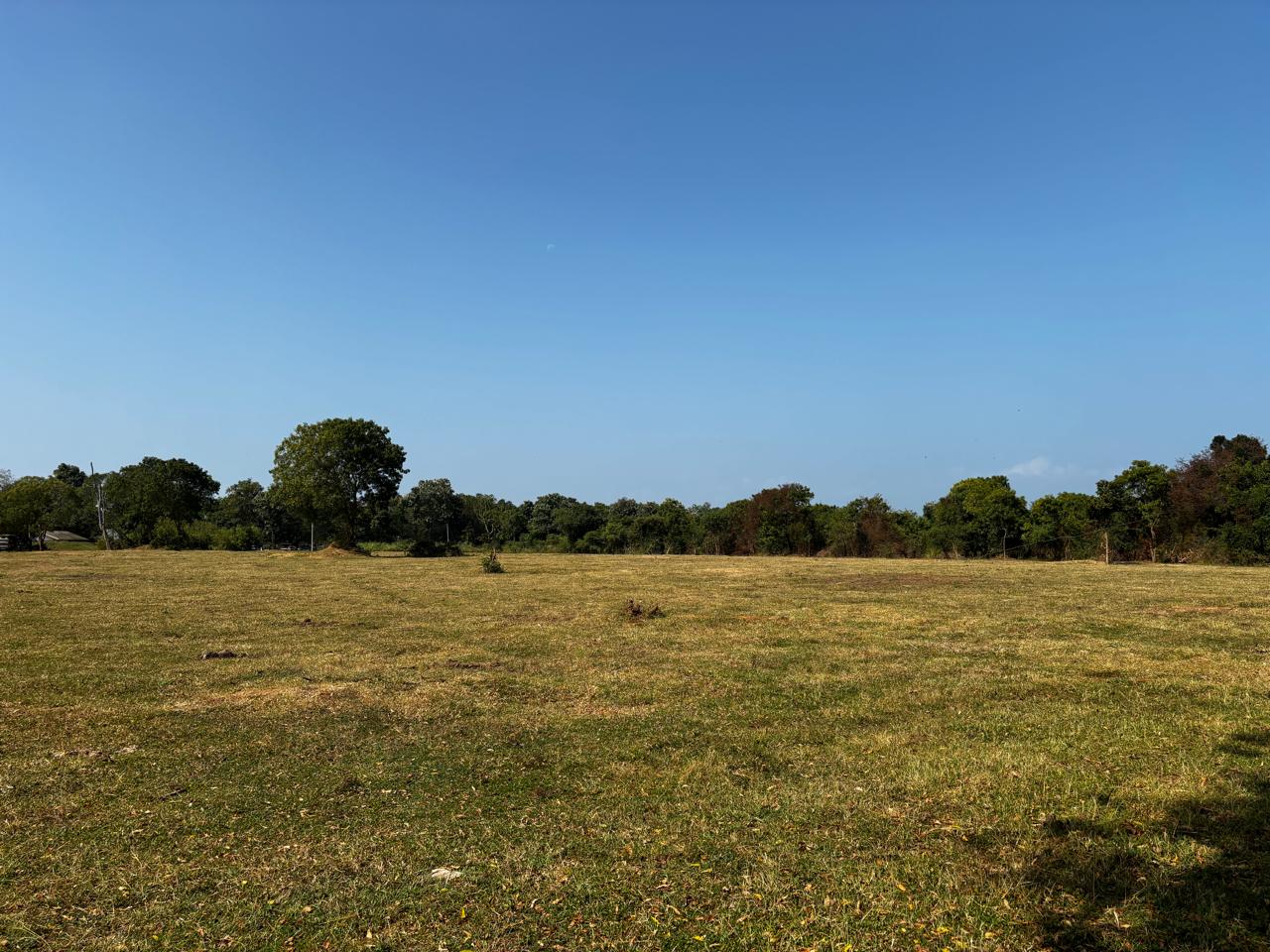 Dry grassland in Udawalawe National Park