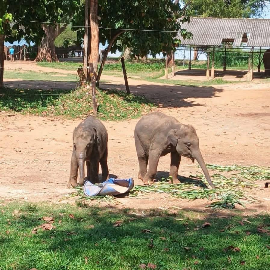 Elephant calf care in Udawalawe National Park