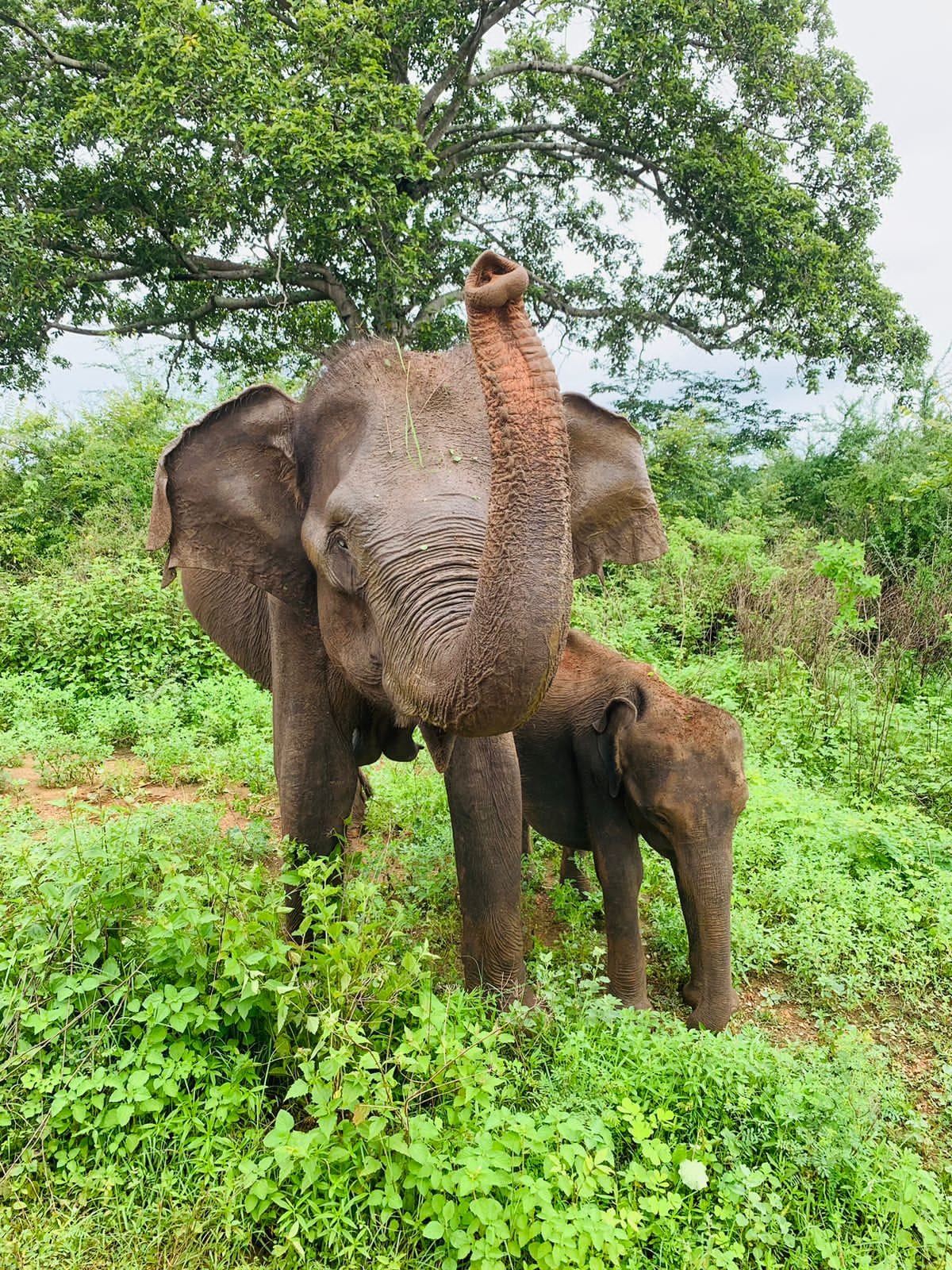 Elephant calf under a tree in Udawalawe National Park