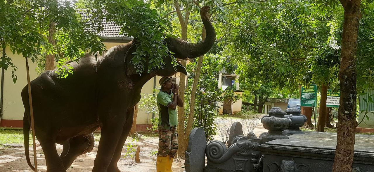Elephant care facility in Udawalawe National Park