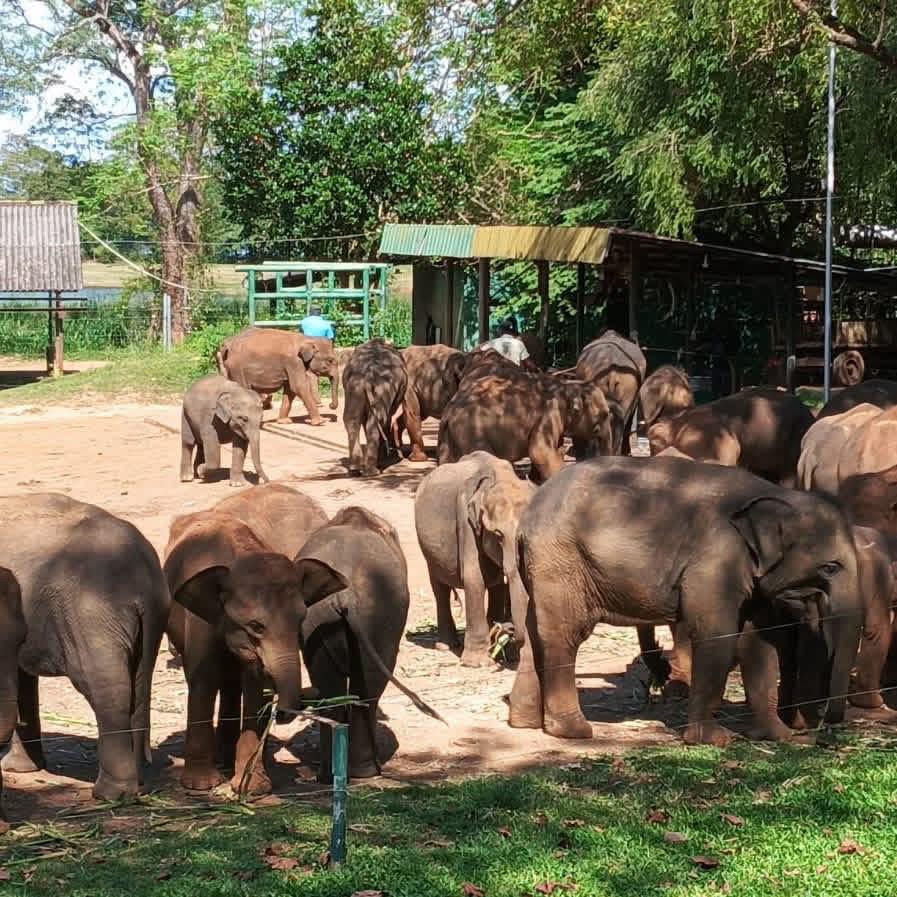 Elephant care group in Udawalawe National Park