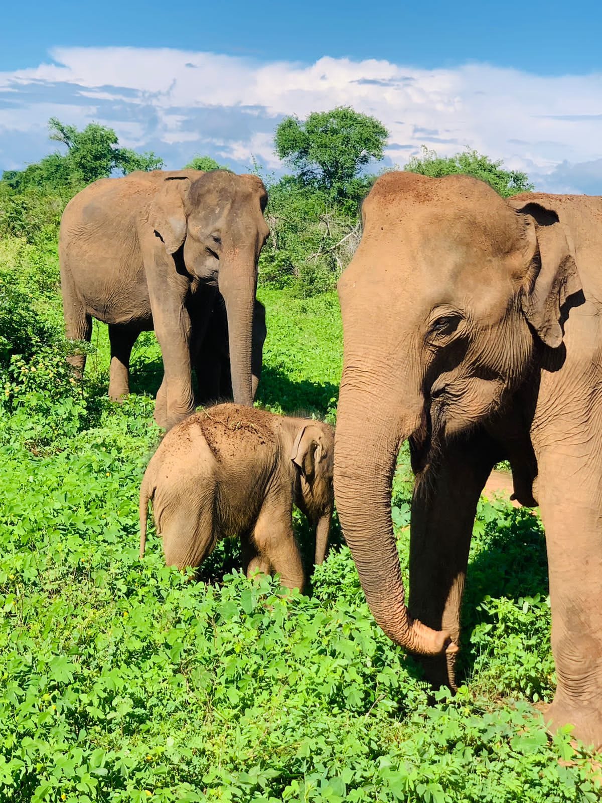 Elephant family in Udawalawe National Park