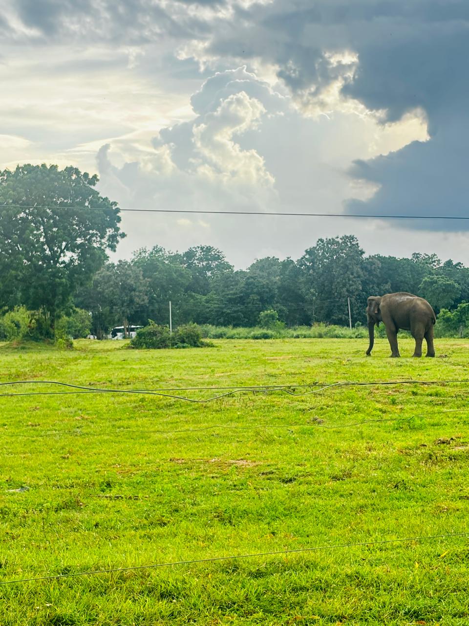 Elephant in grassland in Udawalawe National Park