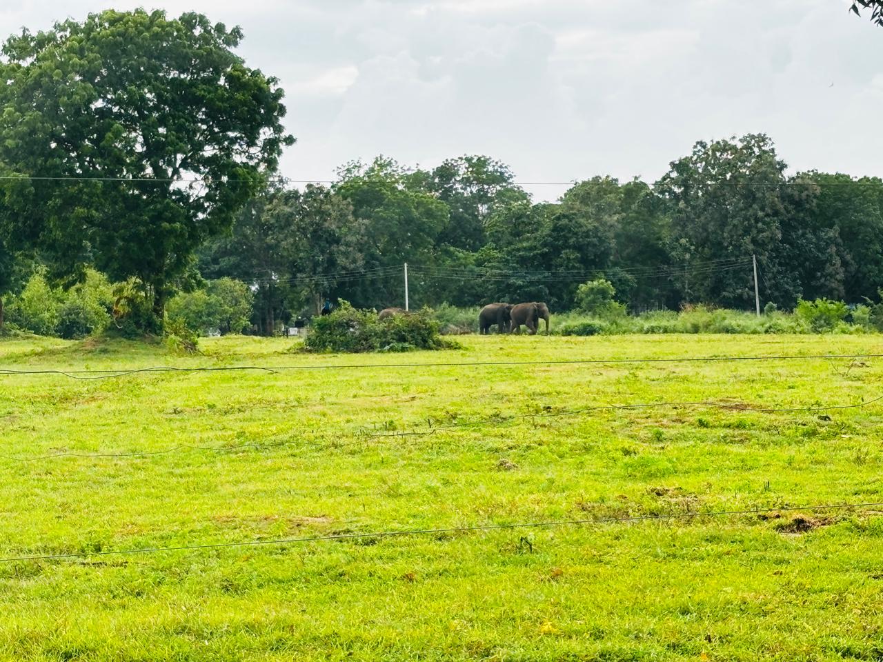 Elephant in grassland in Udawalawe National Park