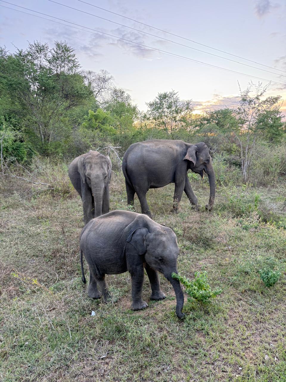 Elephant group in Udawalawe National Park