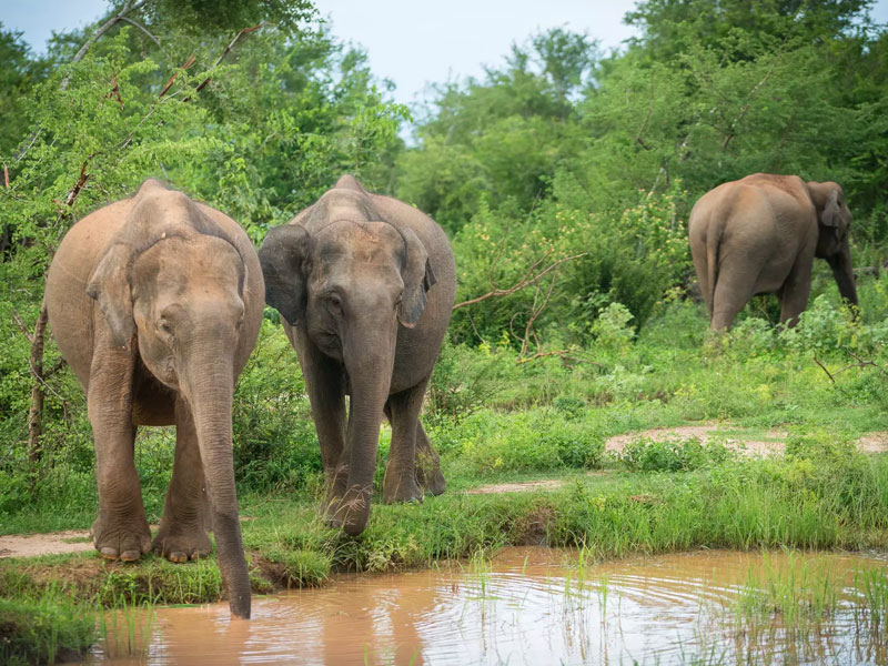 Elephants at water in Udawalawe National Park