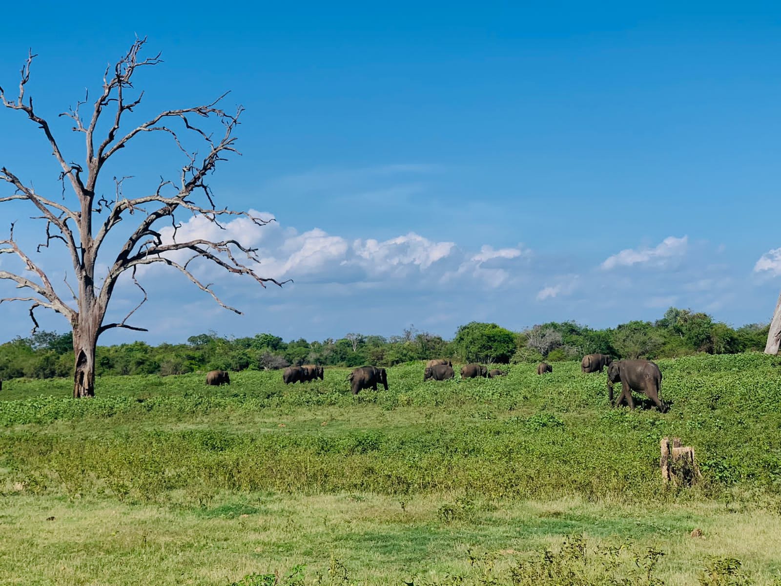 Elephant herd in grassland in Udawalawe National Park