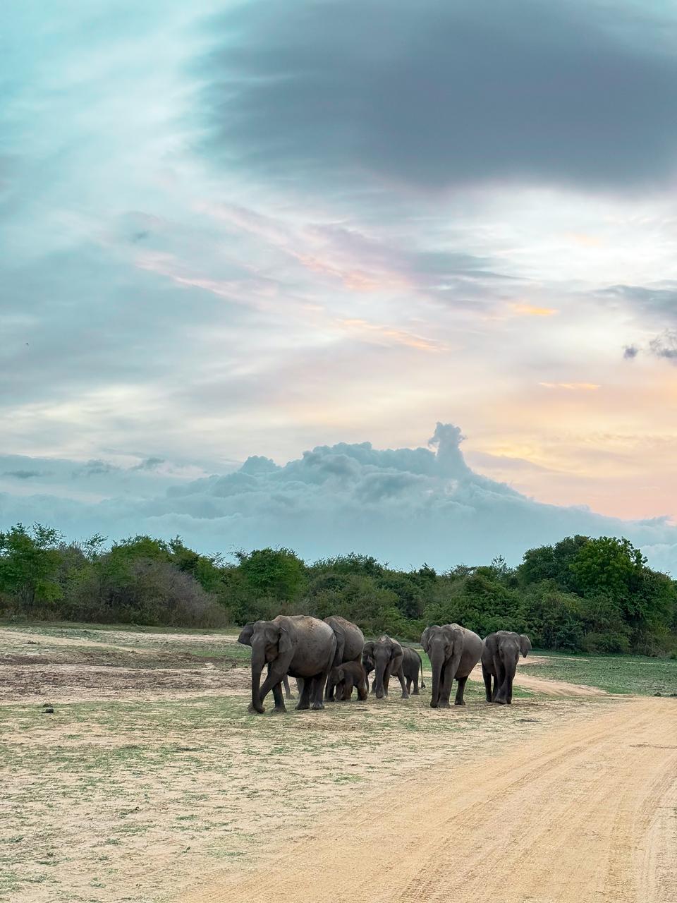 Elephant herd on a safari road in Udawalawe National Park
