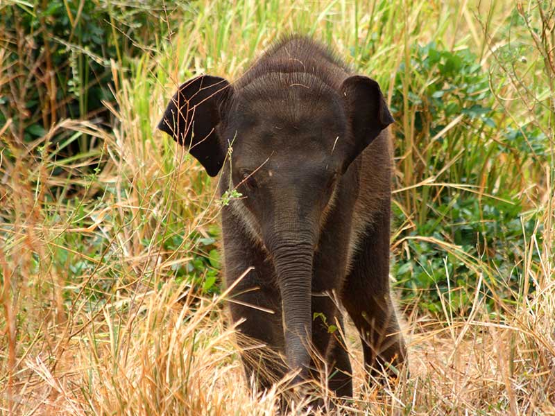 Elephant in grass in Udawalawe National Park
