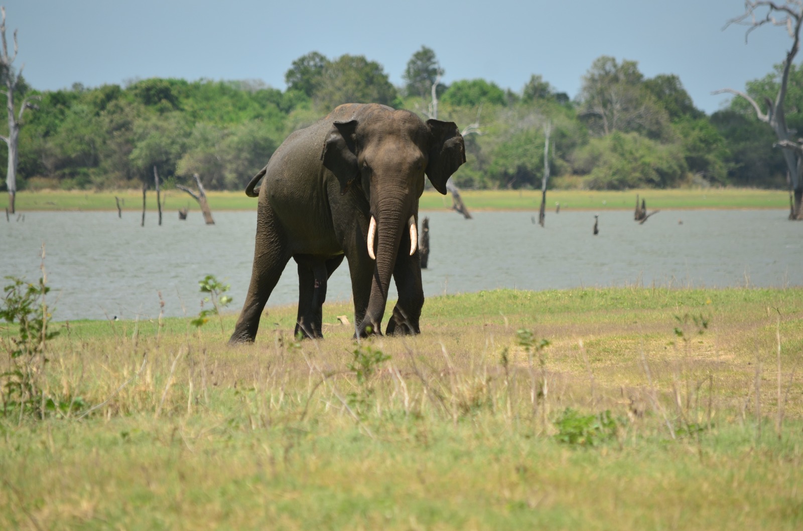 Elephant at the reservoir in Udawalawe National Park