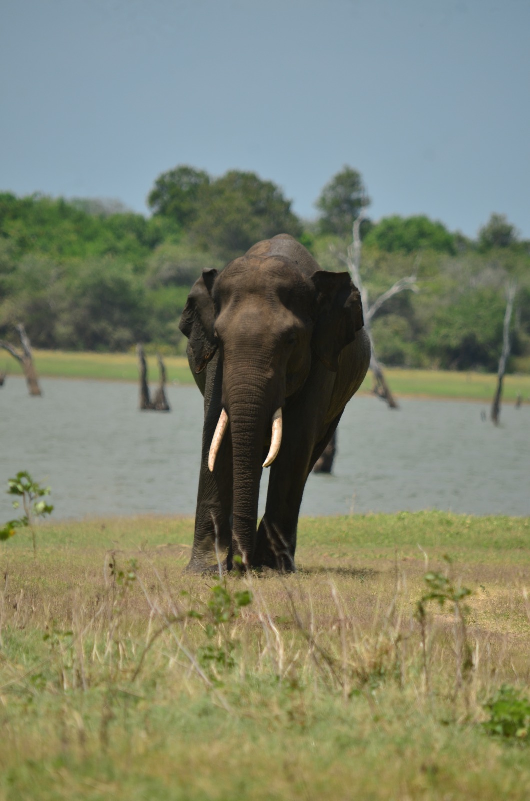 Elephant at the reservoir in Udawalawe National Park