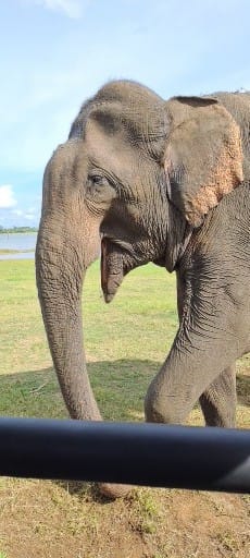 Elephant safari closeup in Udawalawe National Park