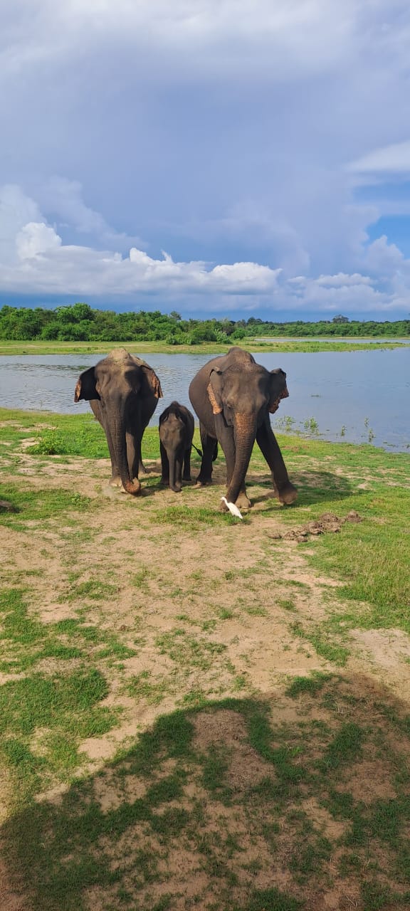 Elephant safari landscape in Udawalawe National Park