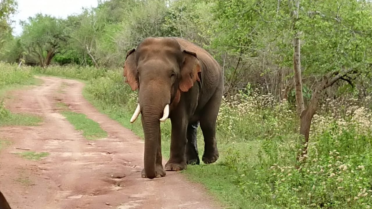 Elephant on a safari road in Udawalawe National Park
