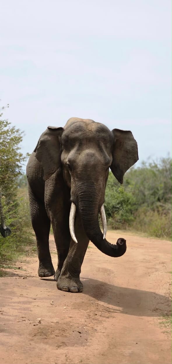 Elephant on a safari road in Udawalawe National Park