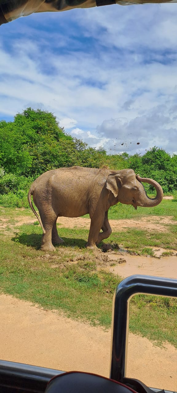 Elephant and safari vehicle in Udawalawe National Park