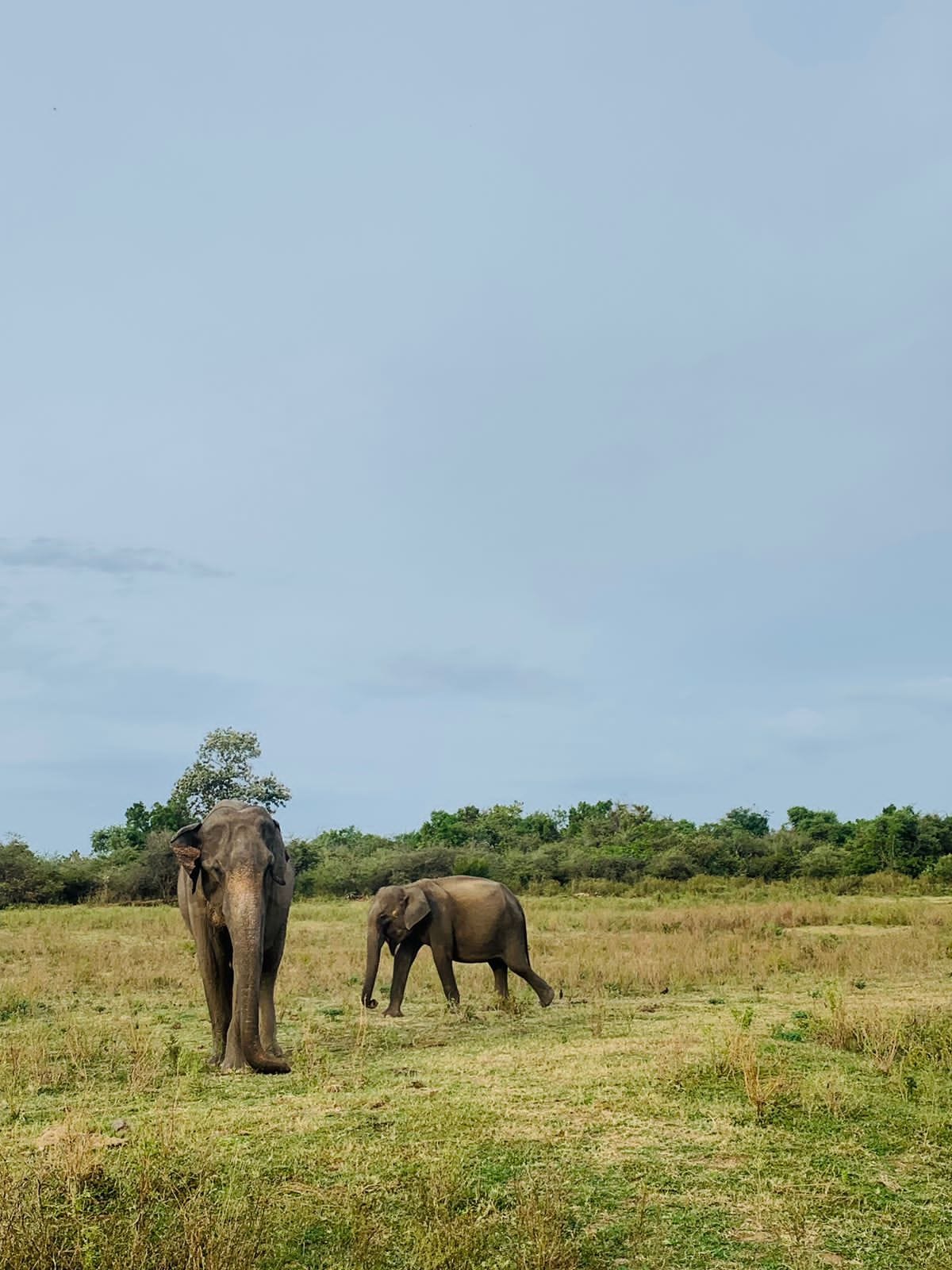 Elephants in open grassland in Udawalawe National Park
