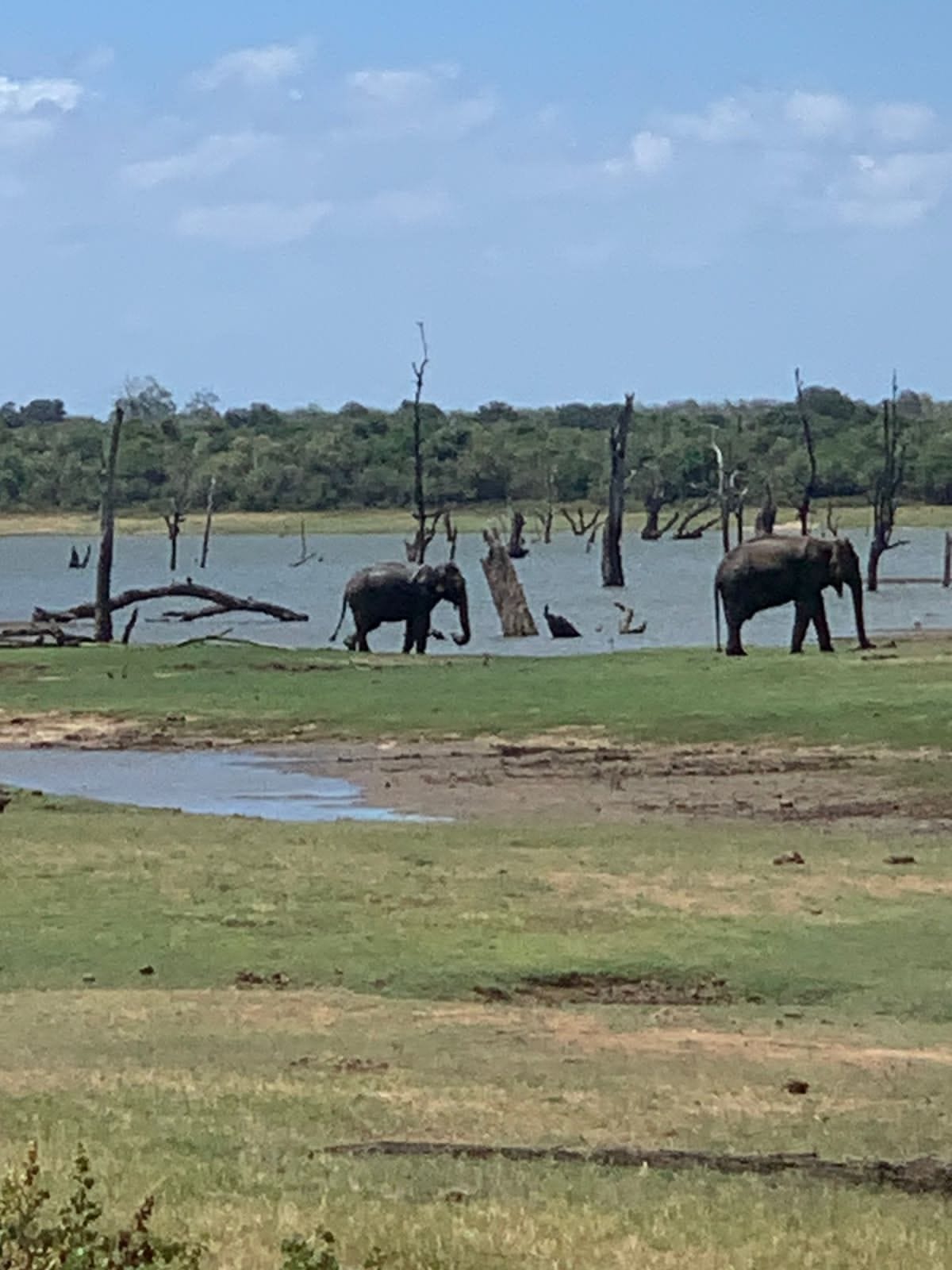Elephants at the reservoir in Udawalawe National Park