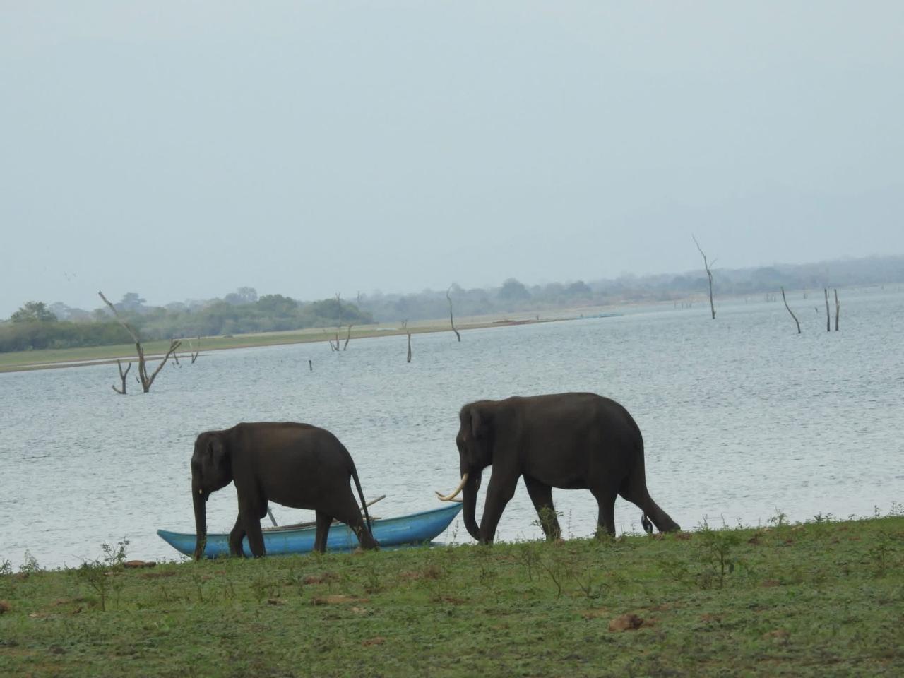 Elephants on the reservoir shore in Udawalawe National Park