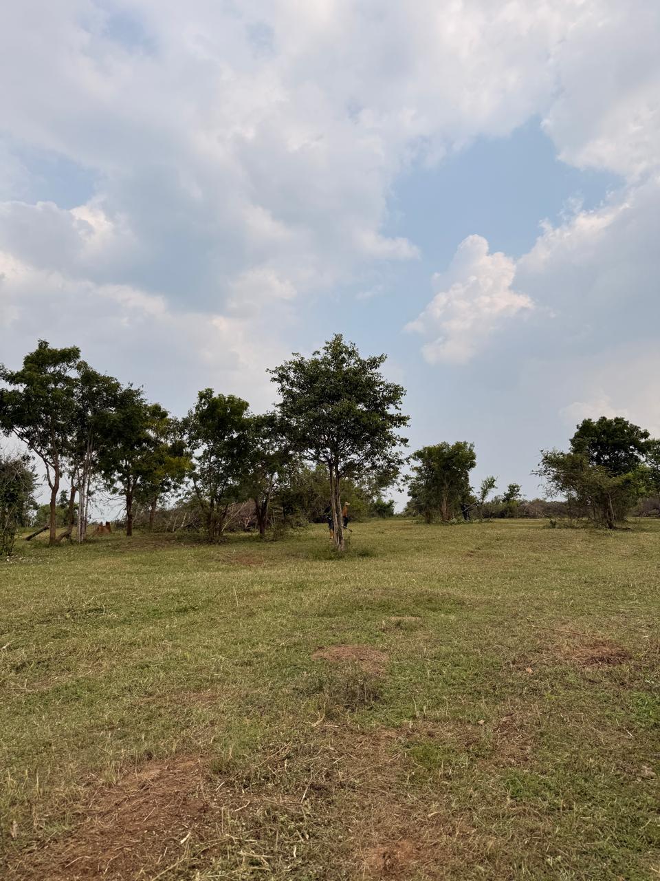 Grassland landscape in Udawalawe National Park