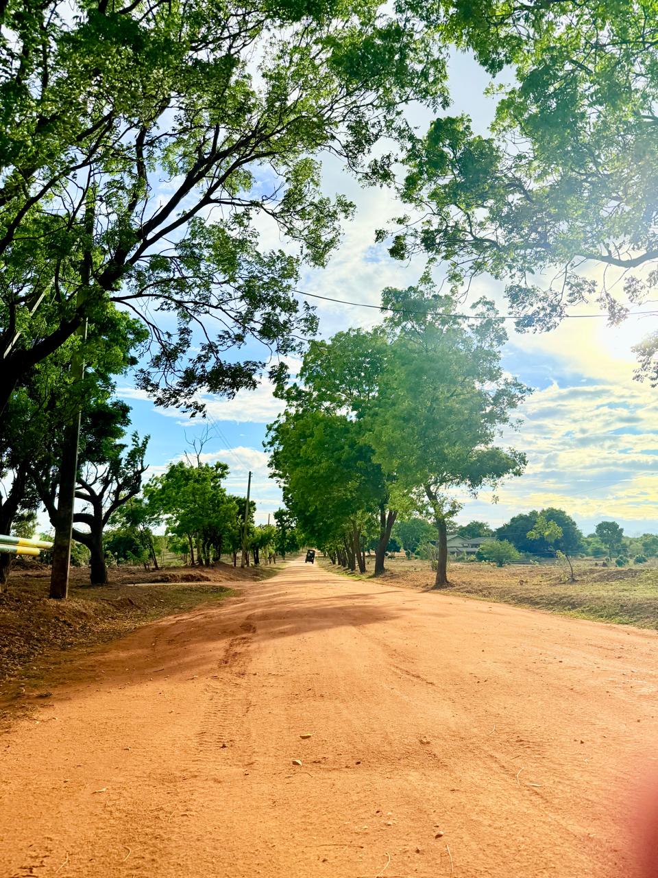 Safari road in Udawalawe National Park