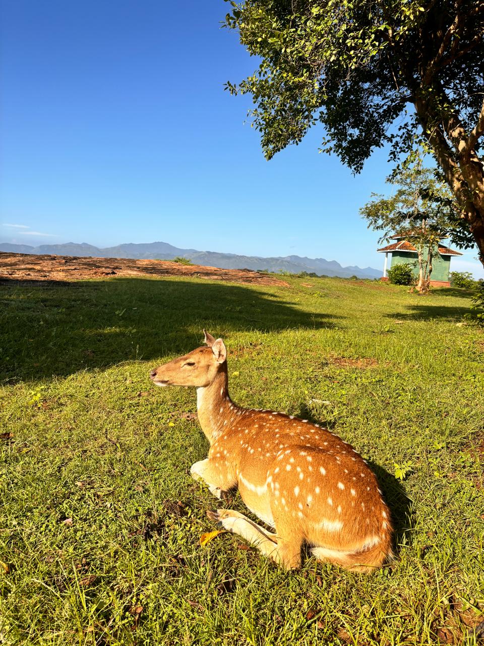 Spotted deer in Udawalawe National Park