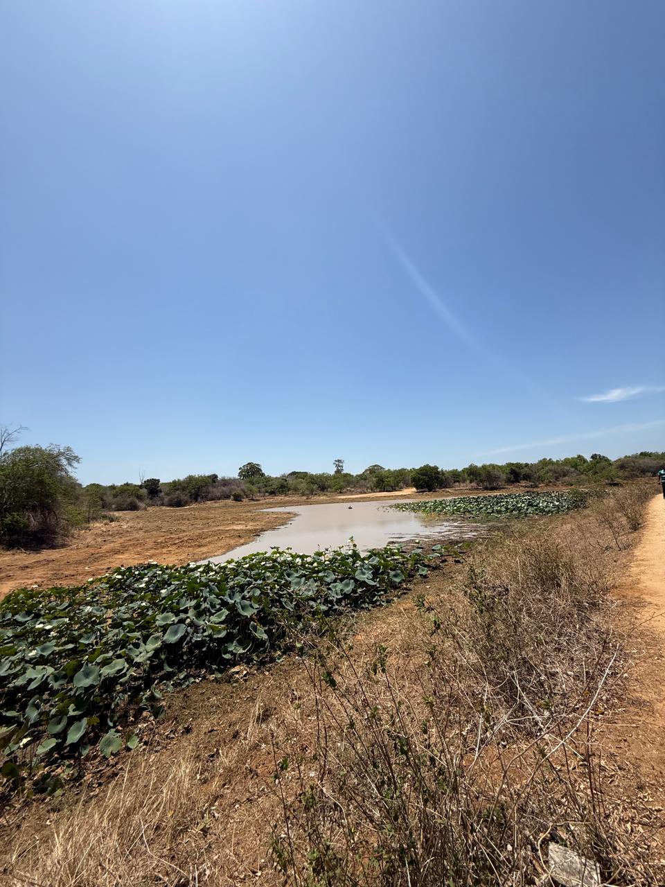 Wetland landscape in Udawalawe National Park