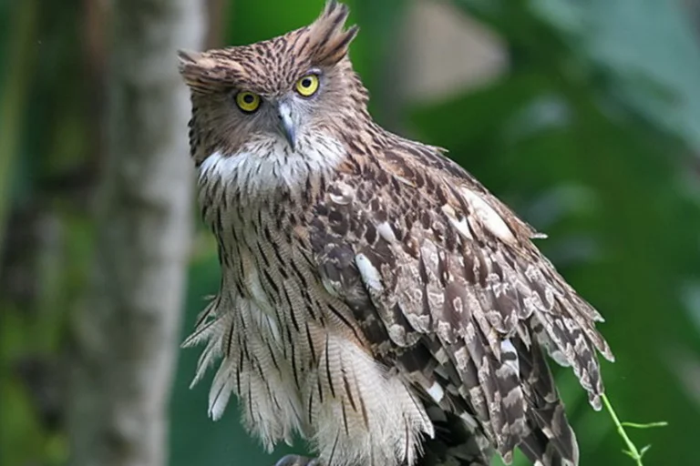 Brown fish owl (Ketupa zeylonensis)