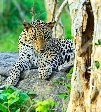 Leopards on rocky outcrop