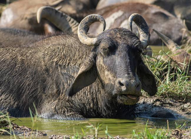 Water buffalo in Udawalawe National Park