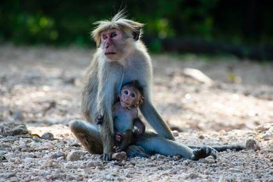 Toque macaque mother and infant