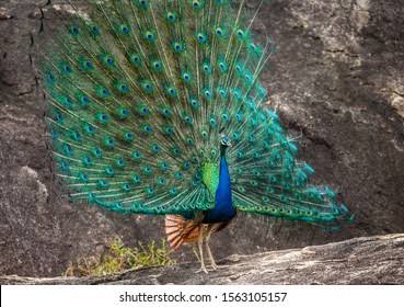 Sri Lankan peafowl in Udawalawe scrub and woodland