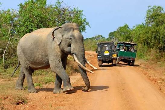Sri Lankan elephant in Udawalawe National Park
