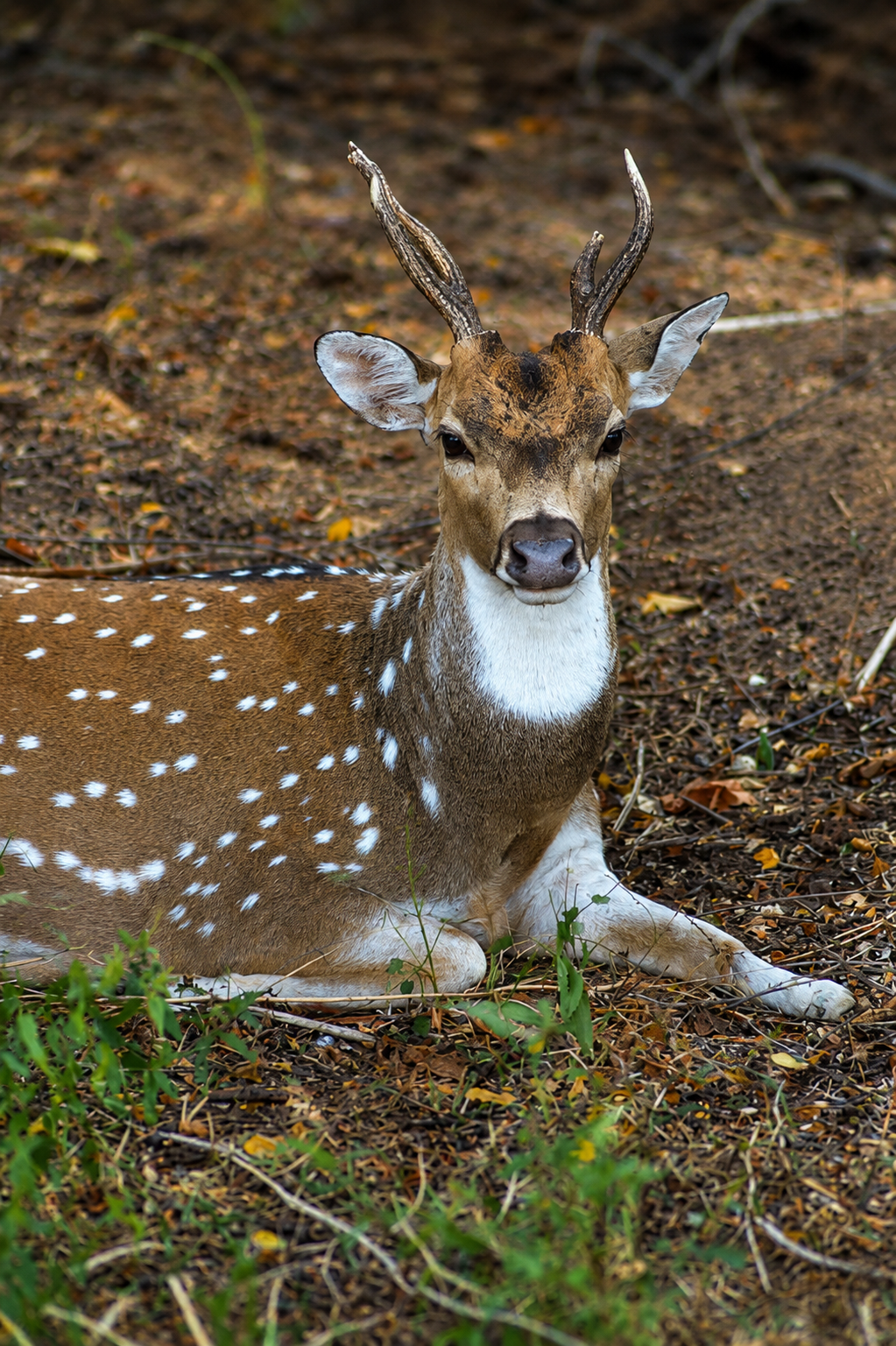 Spotted deer resting in Udawalawe National Park