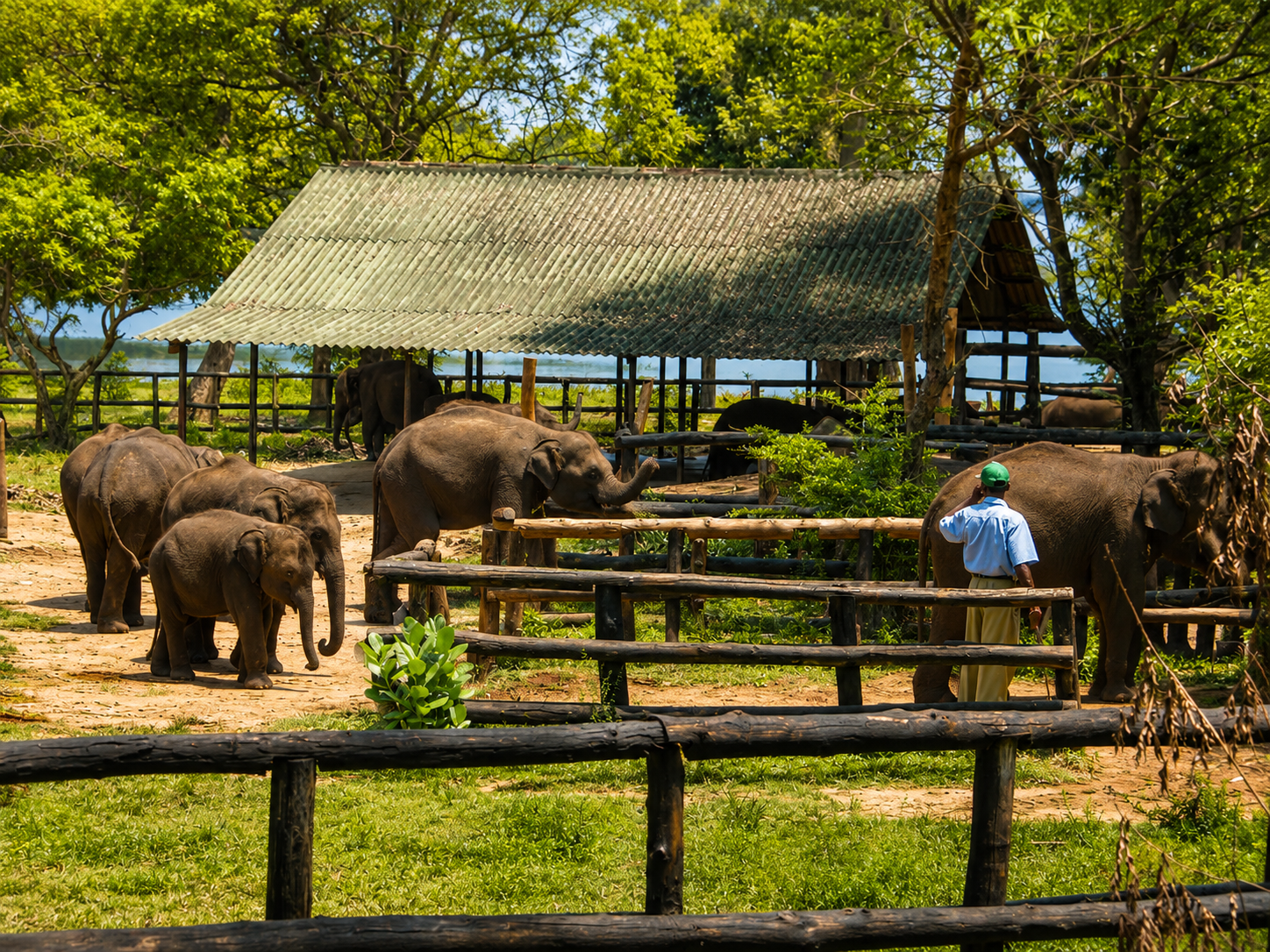 Young elephants and a caretaker beside a shaded shelter at the Udawalawe Elephant Transit Home